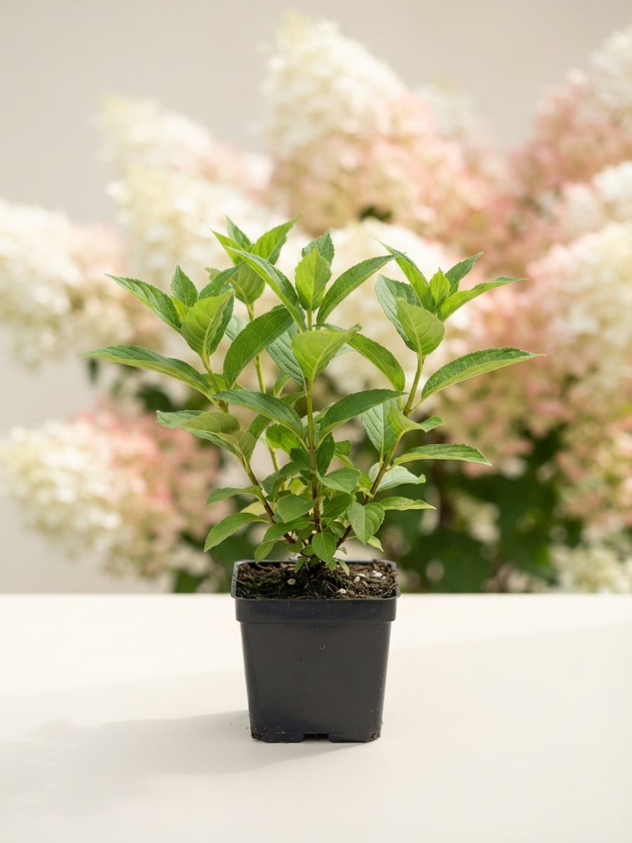 Гортензия метельчатая Grandiflora