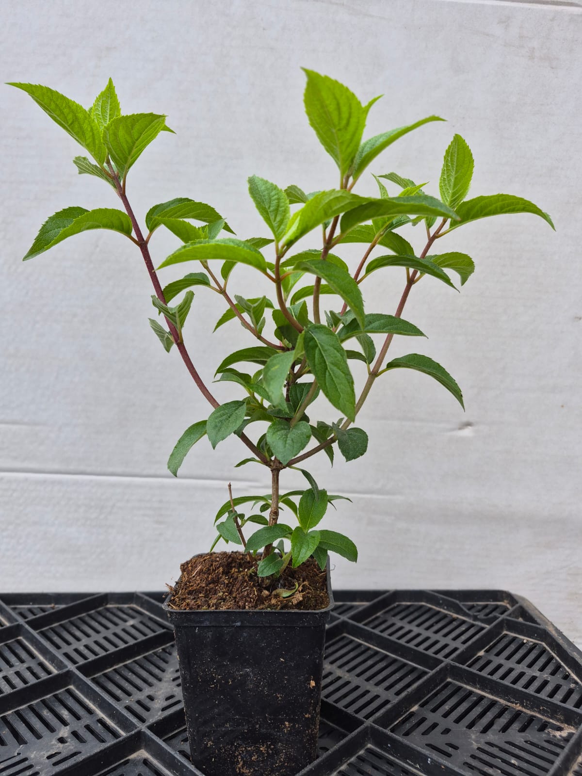 Гортензия метельчатая Paniculata